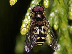 Syrphid Fly